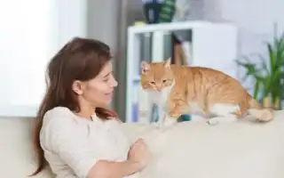 Куда отдать кошку в отпуске