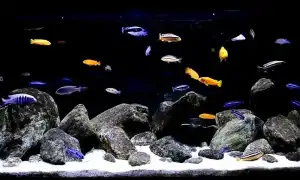 Как оформить задний фон для аквариума. Фон для аквариума.