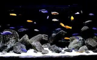 Как оформить задний фон для аквариума. Фон для аквариума.