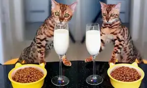 Корм для беременных кошек: как выбрать, рейтинг лучших. Корм для кормящих кошек.