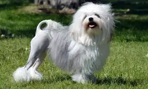 Левхен собака. Описание, особенности, виды, характер, уход и цена породы левхен. Малая львиная собака.