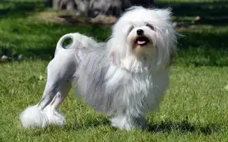 Левхен собака. Описание, особенности, виды, характер, уход и цена породы левхен. Малая львиная собака.