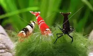 Аквариумные креветки: особенности ракообразных, уход и содержание. Креветки аквариумные виды.