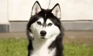 Отзывы владельцев о хаски: черты характера питомца и подходит ли для содержания в квартире