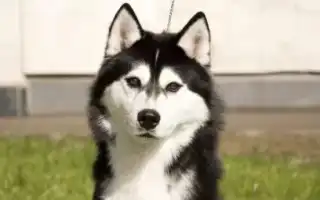 Отзывы владельцев о хаски: черты характера питомца и подходит ли для содержания в квартире