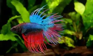 Особенности ухода и содержания рыбки петушка в мини-аквариуме. Уход за рыбкой петушком в маленьком аквариуме.