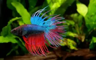 Особенности ухода и содержания рыбки петушка в мини-аквариуме. Уход за рыбкой петушком в маленьком аквариуме.