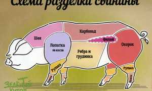 Какую часть свинины лучше брать для тушения в домашних условиях?