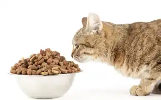 Можно ли кормить кошку только сухим кормом. Можно ли кормить кошку только сухим кормом.