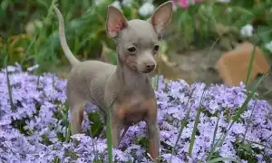 Собаки породы той терьер шоколадного окраса. Той терьер коричневый.