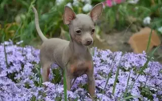 Собаки породы той терьер шоколадного окраса. Той терьер коричневый.