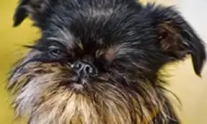 Бельгийский гриффон. Бельгийский гриффон собака фото.