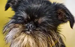 Бельгийский гриффон. Бельгийский гриффон собака фото.