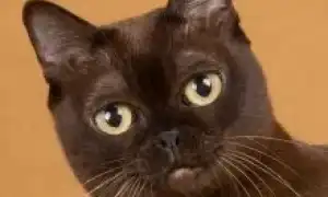 Бурманская кошка