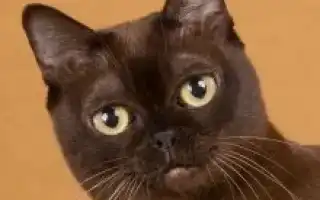 Бурманская кошка