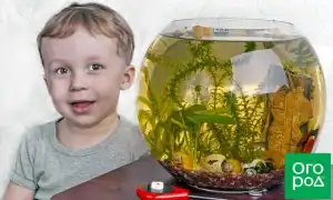 10 лучших аквариумных рыбок для начинающих