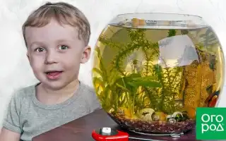 10 лучших аквариумных рыбок для начинающих