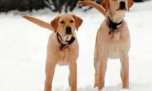 Зачем собаке хвост. Зачем собаке хвост.