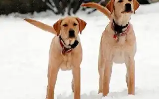 Зачем собаке хвост. Зачем собаке хвост.