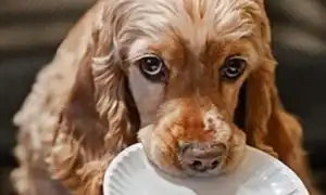 Чем кормить кокер-спаниеля. Чем кормить спаниеля.
