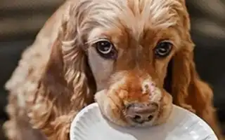 Чем кормить кокер-спаниеля. Чем кормить спаниеля.