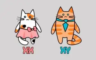 Чёрно-белый окрас кошки: магия контрастного узора. Черно белый кот.