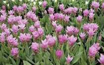 Куркума и куркумин: лечебные свойства и противопоказания, как принимать