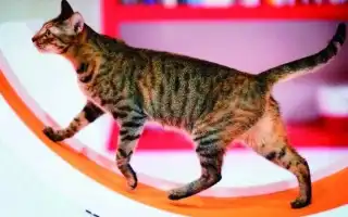 Идеальные беговые колеса для кошек — правильный выбор и успешное приучение