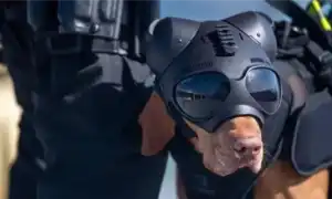 Лучшие породы собак для охраны