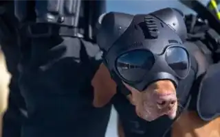 Лучшие породы собак для охраны