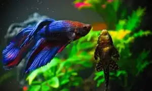 Совместимость петушка с другими рыбами. Рыба петушок с кем уживается в аквариуме.