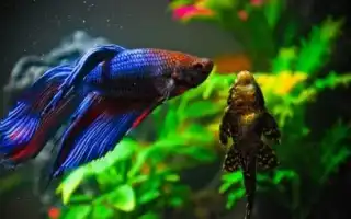 Совместимость петушка с другими рыбами. Рыба петушок с кем уживается в аквариуме.