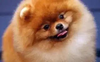 Сколько живут шпицы и от чего это зависит. Сколько живут шпицы.