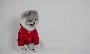 Померанский шпиц: описание породы и характер. Как правильно ухаживать за миниатюрными собаками