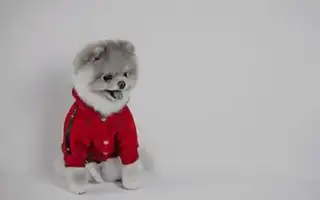 Померанский шпиц: описание породы и характер. Как правильно ухаживать за миниатюрными собаками