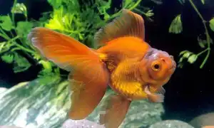 Золотые рыбки: виды. Золотая рыбка фото.