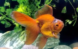 Золотые рыбки: виды. Золотая рыбка фото.