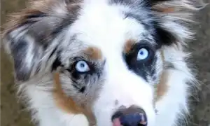 Австралийская овчарка