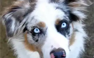 Австралийская овчарка