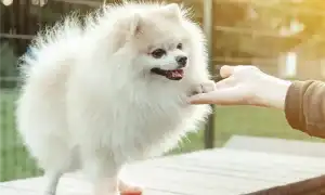 Все о больших шпицах