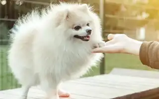 Все о больших шпицах