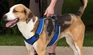 Шлейка для хаски: прогулочная, ездовая упряжка, как подобрать. Шлейка для хаски.