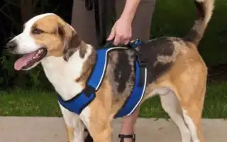 Шлейка для хаски: прогулочная, ездовая упряжка, как подобрать. Шлейка для хаски.