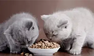 Классы кормов для кошек. Сухой корм для кошек премиум класса.