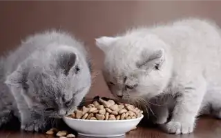 Классы кормов для кошек. Сухой корм для кошек премиум класса.