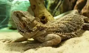 Обустройство террариума для бородатой агамы. Бородатая агама содержание.