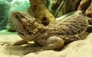 Обустройство террариума для бородатой агамы. Бородатая агама содержание.
