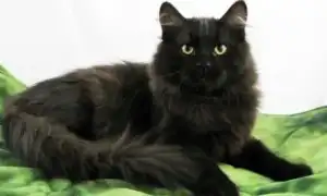 Черная сибирская кошка: описание породы и особенности окраса. Сибирская кошка черная.