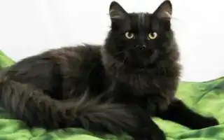 Черная сибирская кошка: описание породы и особенности окраса. Сибирская кошка черная.