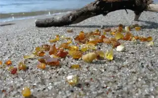 Насекомые и животные в янтаре